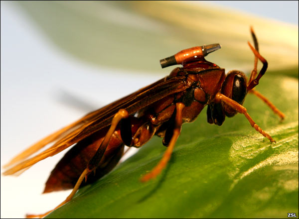 Insecto con diminuto tag RFID